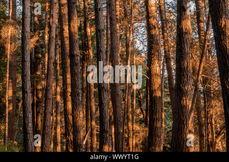 Kiefernwald Sonnenuntergang leuchtet. Stockfoto