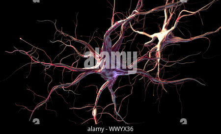3D-Darstellung von Nervenzellen Stockfoto
