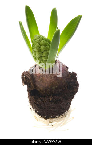 Hyazinthe mit Boden- und Root System isoliert auf dem weißen Hintergrund Stockfoto