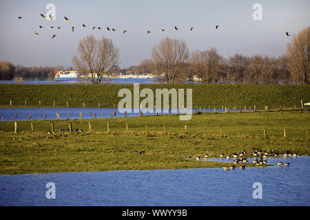 Wild Geese in der Natur Gespräch Bereich Bislicher Insel, Wesel, Niederrhein, Deutschland, Europa Stockfoto