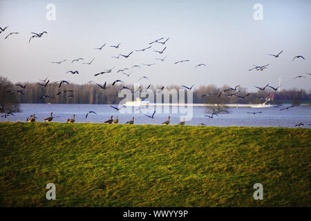 Wild Geese in der Natur Gespräch Bereich Bislicher Insel, Wesel, Niederrhein, Deutschland, Europa Stockfoto