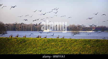 Wild Geese in der Natur Gespräch Bereich Bislicher Insel, Wesel, Niederrhein, Deutschland, Europa Stockfoto