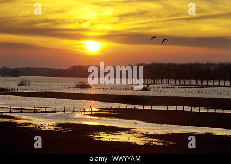 Natur Unterhaltung Bereich Bislicher Insel bei hohen Wasserzeichen, Feuchtgebiete im Sonnenuntergang, Wesel, Deutschland Stockfoto