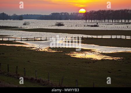 Natur Unterhaltung Bereich Bislicher Insel bei hohen Wasserzeichen, Feuchtgebiete im Sonnenuntergang, Wesel, Deutschland Stockfoto