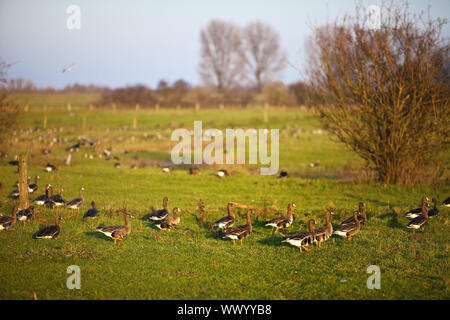 Natur Unterhaltung Bereich Bislicher Insel mit wilde Gänse, Wesel, Niederrhein, Deutschland, Europa Stockfoto