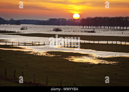 Natur Unterhaltung Bereich Bislicher Insel bei hohen Wasserzeichen, Feuchtgebiete im Sonnenuntergang, Wesel, Deutschland Stockfoto