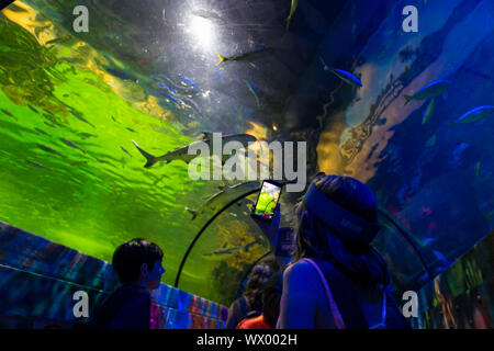 Sea Life Brighton Center Aquarium, Spaziergang durch den Ozeantunnel, East sussex, großbritannien Stockfoto