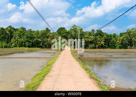 Reisfelder in der Landschaft in der südlichen Provinz von Sri Lanka Stockfoto