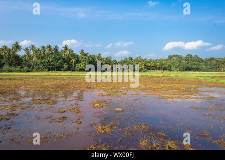 Reisfelder in der Landschaft in der südlichen Provinz von Sri Lanka Stockfoto