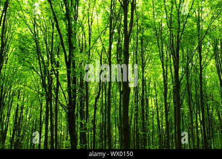 atemberaubende Aussicht wie die Sonne scheint durch den Wald an einem nebligen Tag Stockfoto