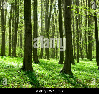 eine atemberaubende Aussicht wie die Sonne scheint durch den Wald an einem nebligen Tag Stockfoto