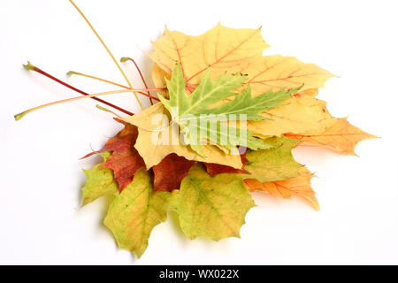 Laub isoliert Stockfoto