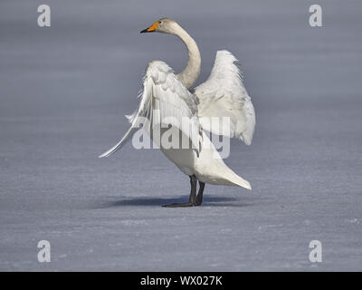 Singschwan Stockfoto