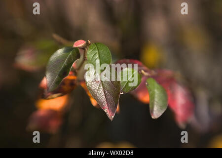 Lensbaby Wirkung Stockfoto