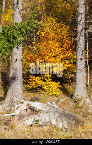 Herbst Impressionen aus dem Selketal Aufstieg im Harz Stockfoto