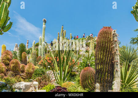 Der Kaktus Garten im exotischen Garten von Eze, Eze, Alpes Maritimes, Provence Alpes Cote D'Azur, Côte d'Azur, Frankreich, Mittelmeer, Europa Stockfoto