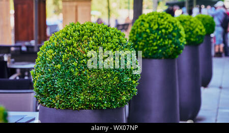 Grüne Büsche Buchsbaum (Buxus sempervirens) in Kugelformen in modernes, graues Wannen, selektiven Fokus Stockfoto