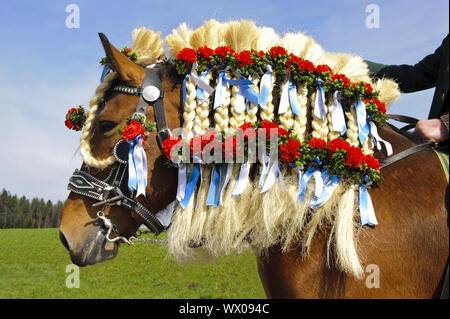 Schön Pferd auf einer katholischen Wallfahrt in Bayern eingerichtet Stockfoto