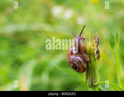 In der Nähe von Schnecke kriecht auf grünem Blatt früh in den Wald.. Stockfoto