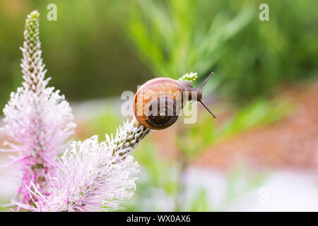 In der Nähe von Schnecke kriecht auf grünem Blatt früh in den Wald.. Stockfoto