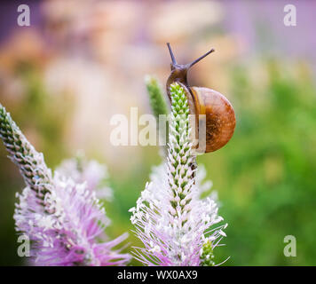 In der Nähe von Schnecke kriecht auf grünem Blatt früh in den Wald.. Stockfoto