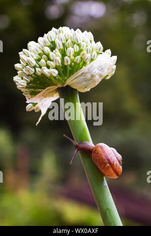 In der Nähe von Schnecke kriecht auf grünem Blatt früh in den Wald.. Stockfoto