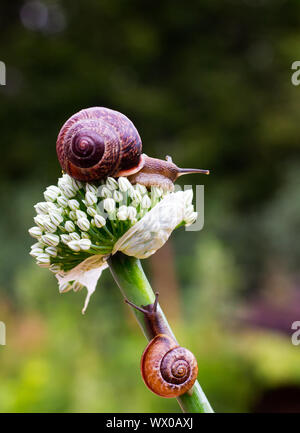 In der Nähe von Schnecke kriecht auf grünem Blatt früh in den Wald.. Stockfoto