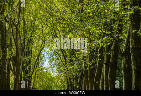 Weg, weg, weg mit grünen Bäumen im Wald Stockfoto