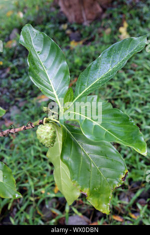 Große morinda, Indische Maulbeere, Noni, Strand Mulberry, Käse und Obst Stockfoto