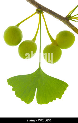 Einzelne Zweige mit Blättern von Ginkgo Baum mit Früchten auf weißem Hintergrund Stockfoto