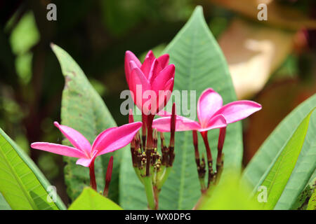 Frangipani, Rot paucipan, Rot - Jasmin, red Frangipani, gemeinsame Frangipani, Temple Tree, Stockfoto