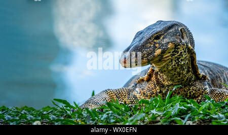 Wasser Monitor im Lumpini Park, Bangkok, Thailand Portrait Nahaufnahme Stockfoto