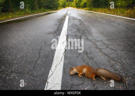 Nach Eichhörnchen mit dem Auto auf befestigten Wald Autobahn getroffen. Stockfoto