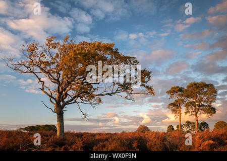 Bäume auf der Heide am späten Abend Sonnenlicht, New Forest, Hampshire, England, Vereinigtes Königreich, Europa Stockfoto