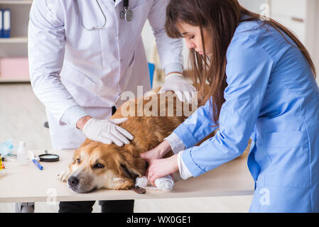 Arzt und Assistant Kontrolle bis Golden Retriever Hunde in der Berufsbildung cli Stockfoto