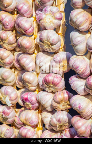 Rote Knoblauch hängen auf Farmer's Market Stall. Weiß und Lila rote Köpfe, Bits von Wurzeln, Stämme, vertikal Stockfoto