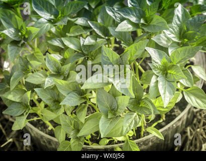 Keimlinge von Paprika in einem Kunststoffbehälter mit Erde. Stockfoto