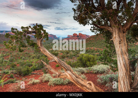 Cathedral Rock, Sedona, Arizona, Vereinigte Staaten von Amerika, Nordamerika Stockfoto
