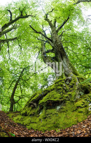 Gemeinsame Buche (Fagus sylvatica) Baum im Frühling, Exmoor National Park, North Devon, England, Vereinigtes Königreich, Europa Stockfoto