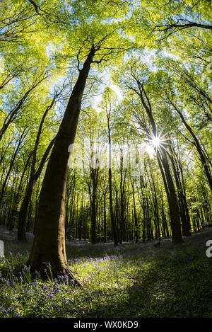 Bluebells (Hyacinthoides non-scripta) Blüte im Mai in einem Buche, Kent, England, Vereinigtes Königreich, Europa Stockfoto