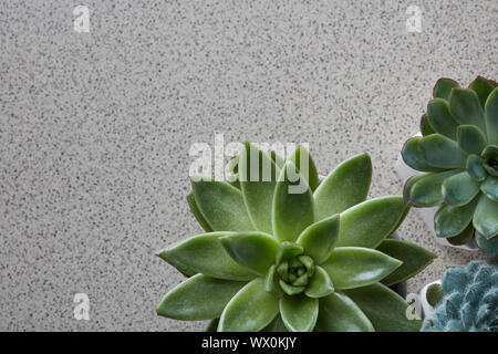 Blick von oben auf die verschiedenen Arten von Echeveria Pflanzen auf einem grauen Stein Hintergrund Stockfoto