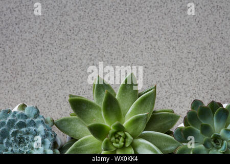 Ecke von unterschiedlichen Pflanzen Echeveria auf grauem Stein Hintergrund Stockfoto