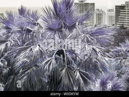 Palmen im Arboretum auf einem Hügel, der ir-Effekt. Stockfoto