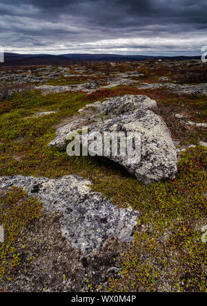 Flechten bedeckte Felsen auf hohe fiel, Kilpisjärvi, Lappland, Finnland, Europa Stockfoto