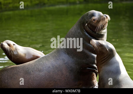 Kalifornische Seelöwen (zalophus californianus), Deutschland, Europa Stockfoto