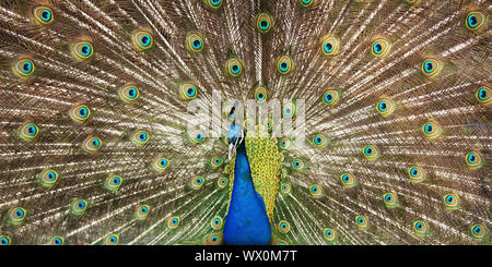 Gemeinsame Pfauen, Indischen Pfauen, Blauer Pfau (Pavo cristatus), männlich Verbreitung Schwanzfedern Stockfoto