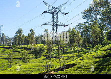 Viele tee Gärten, Plantagen und Teeplantagen rund um Nuwara Eliya Stockfoto