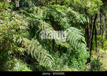 Tropischen und Subtropischen Lebensräumen auf dem Weg zu den Horton Plains in Sri Lanka Stockfoto