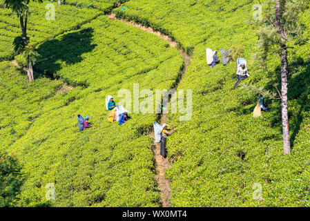 Viele tee Gärten, Plantagen und Teeplantagen rund um Nuwara Eliya Stockfoto