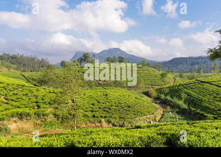 Viele tee Gärten, Plantagen und Teeplantagen rund um Nuwara Eliya Stockfoto